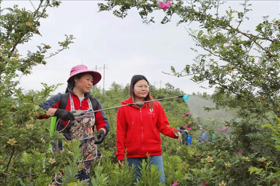 王永華（右一）向龍鳳村村民傳授噴灑農(nóng)藥技術(shù)要領(lǐng)。受訪者供圖