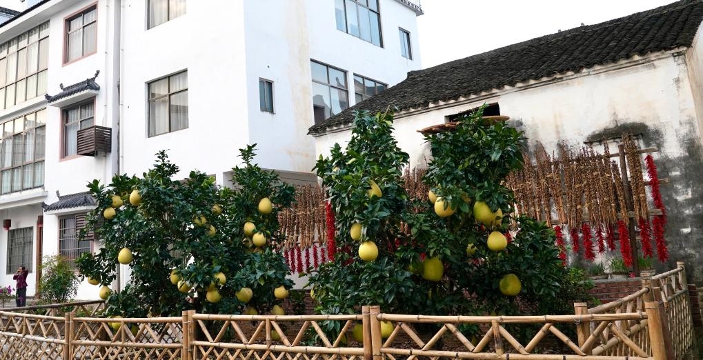 近日在江西省上饒市婺源縣秋口鎮(zhèn)王村石門自然村拍攝的馬家柚。新華社記者 胡晨歡 攝