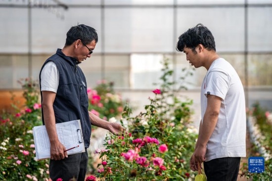 在云南省安寧市現(xiàn)代農(nóng)業(yè)園區(qū)玫瑰種植示范園，技術(shù)員田連通（左）在和同事交流（10月20日攝）。