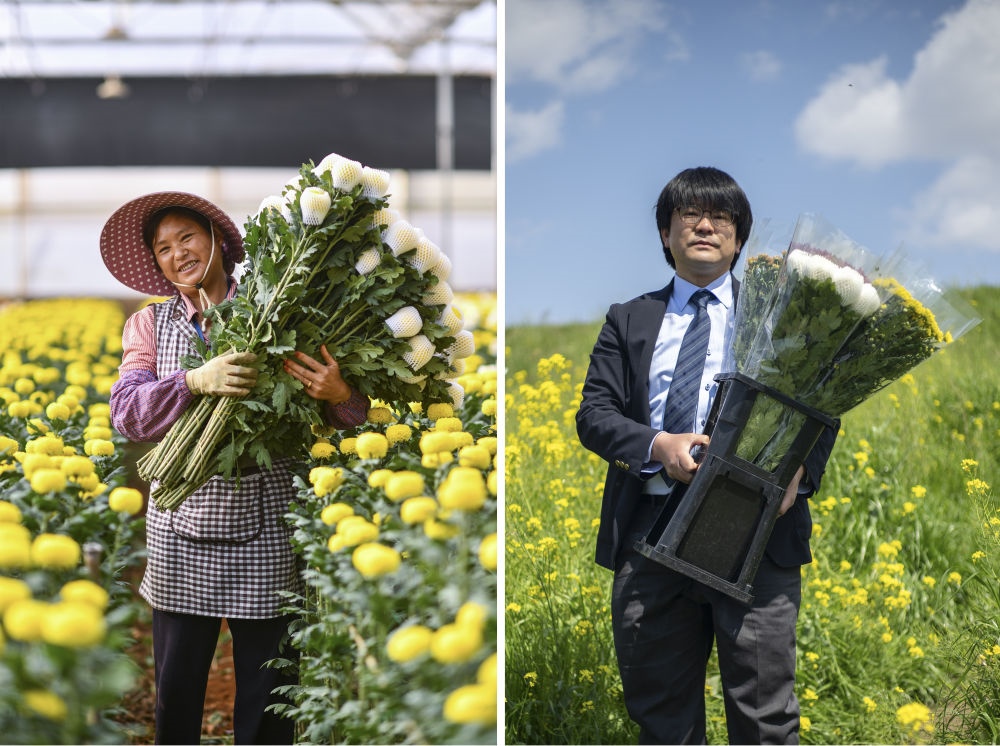 這張拼版照片中，左圖為2023年3月22日在中國云南省開遠(yuǎn)市，花農(nóng)李蘭英在采摘鮮花；右圖為2023年4月3日在日本埼玉縣三鄉(xiāng)市，經(jīng)營花卉公司的小西武為訂貨的花店送花。中國云南有著亞洲最大的鮮切花交易市場，一年可以賣出110億枝鮮切花。春季云南大量鮮花進(jìn)入盛花期，各類鮮花通過冷鏈物流陸續(xù)進(jìn)入日本市場，成為當(dāng)?shù)厝松畹拿利慄c(diǎn)綴。