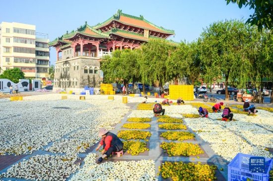 11月25日，在廣東省江門市新會區(qū)一處空地，人們對新會柑皮進(jìn)行翻皮晾曬。