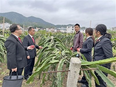  圖④：岑溪法院糯垌法庭法官深入轄區(qū)火龍果基地調(diào)研。