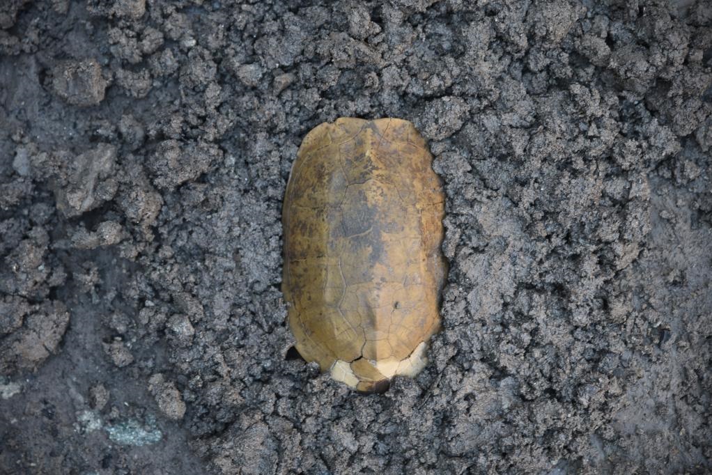 汶溪遺址出土的河姆渡文化早期完整龜甲。寧波市文化遺產管理研究院供圖
