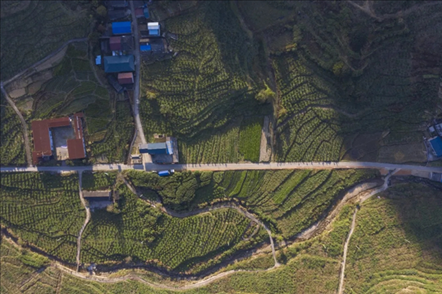漠源鄉(xiāng)西柚基地。將樂(lè)縣農(nóng)業(yè)農(nóng)村局供圖