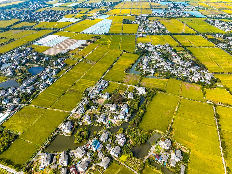 2023年10月22日，浙江海寧市黃灣鎮(zhèn)，金秋時節(jié)，金黃色的稻田與美麗鄉(xiāng)村構(gòu)成一幅寧靜祥和的畫卷。