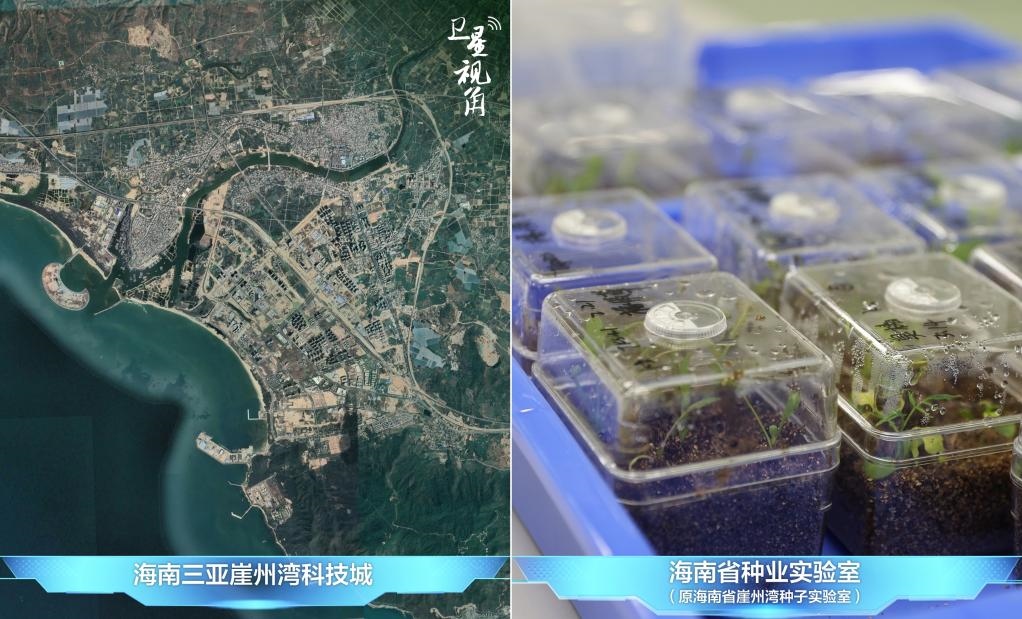 位于三亞崖州灣科技城的海南省種業(yè)實驗室（原海南省崖州灣種子實驗室）將形成輻射全國和“一帶一路”沿線國家的種子科學(xué)技術(shù)創(chuàng)新中心。