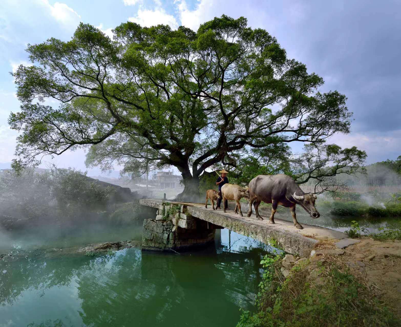 鹿鳴橋。(鄭紀(jì)人物處配圖) 張穎 攝