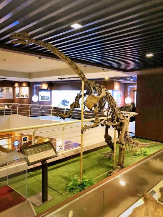 中國古動物館展出的許氏祿豐龍化石。（中國古動物館供圖）