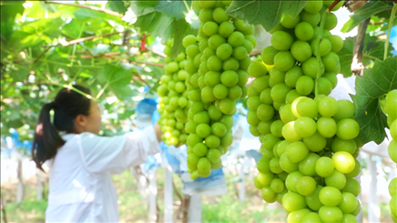 小屯村葡萄園里的陽光玫瑰葡萄。肖俊楠攝