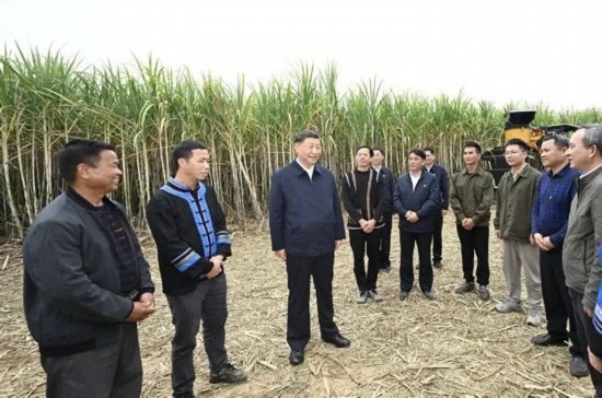 2023年12月14日，習近平總書記在廣西來賓市國家現代農業(yè)產業(yè)園黃安優(yōu)質“雙高”糖料蔗基地考察。
