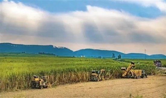 廣西來賓市興賓區(qū)鳳凰鎮(zhèn)黃安村“雙高”糖料蔗基地里，收割機手正在機械化砍收糖蔗。