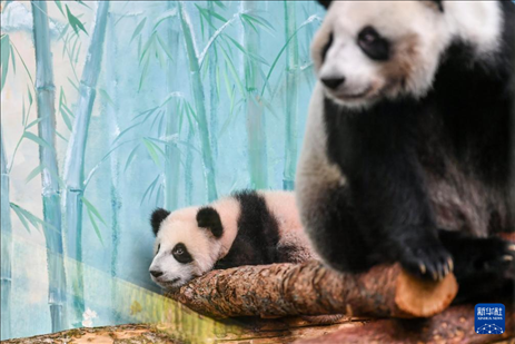 這是3月8日在俄羅斯莫斯科動物園拍攝的大熊貓“喀秋莎”（左）和媽媽“丁丁”。新華社記者 曹陽 攝