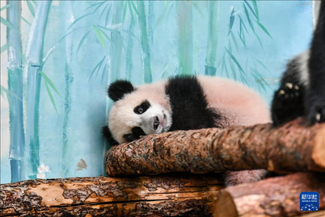 這是3月8日在俄羅斯莫斯科動物園拍攝的大熊貓“喀秋莎”。新華社記者 曹陽 攝