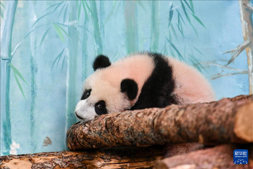 這是3月8日在俄羅斯莫斯科動物園拍攝的大熊貓“喀秋莎”。新華社記者 曹陽 攝