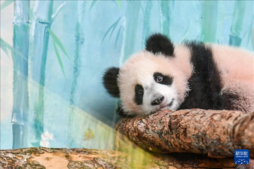 這是3月8日在俄羅斯莫斯科動物園拍攝的大熊貓“喀秋莎”。新華社記者 曹陽 攝