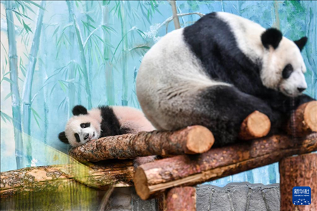 這是3月8日在俄羅斯莫斯科動物園拍攝的大熊貓“喀秋莎”（左）和媽媽“丁丁”。新華社記者 曹陽 攝
