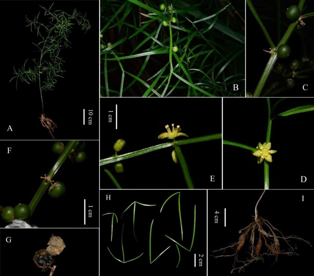 圖為大別山天門冬的形態(tài)特征。（中國科學(xué)院武漢植物園供圖）