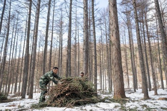 3月14日，在伊春森工集團(tuán)美溪林業(yè)局公司一處森林可持續(xù)經(jīng)營(yíng)試點(diǎn)樣地，工作人員在整理林下剩余物。新華社記者 謝劍飛 攝