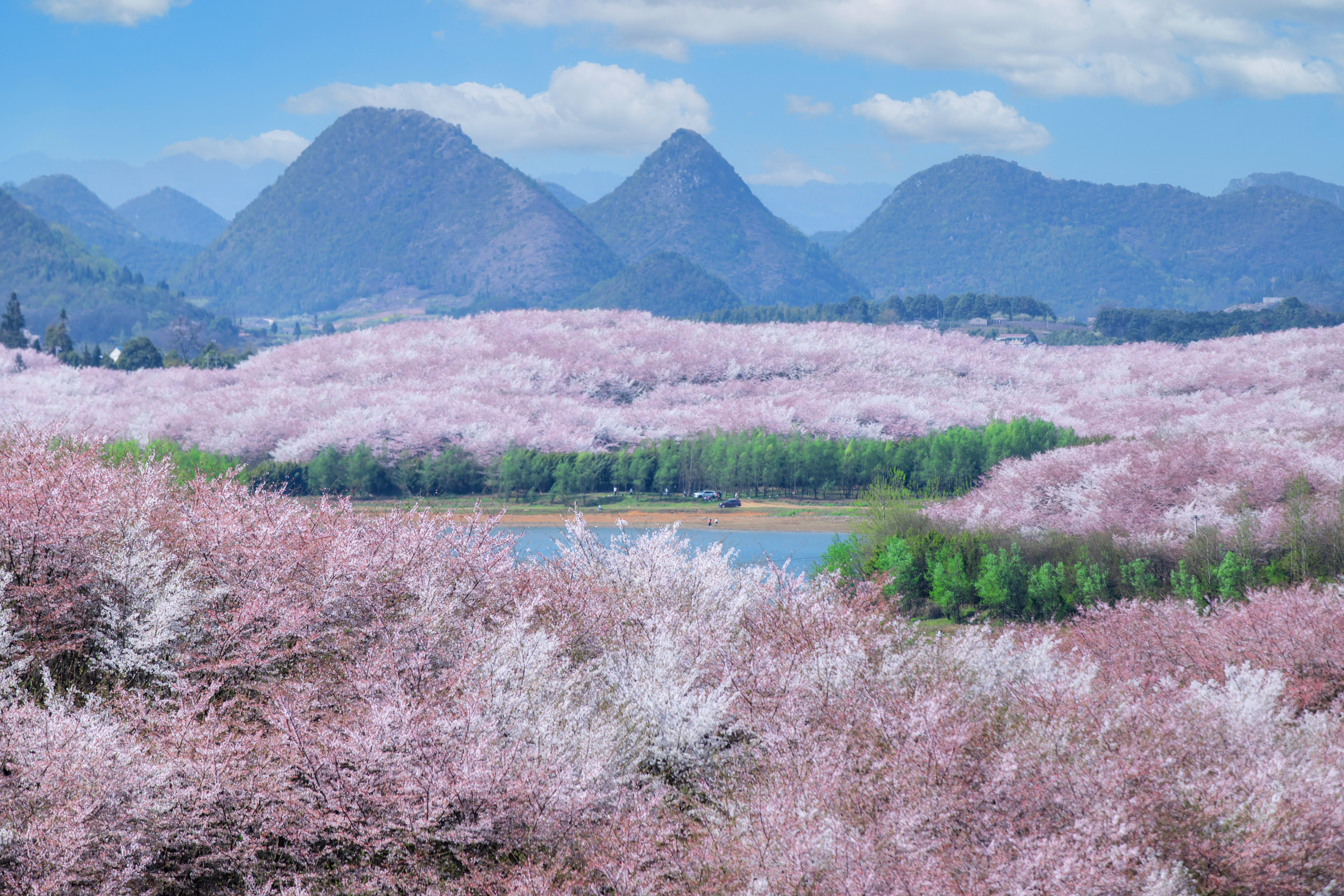 貴安櫻花園內(nèi)萬(wàn)畝櫻花盛放。楊明亮 攝