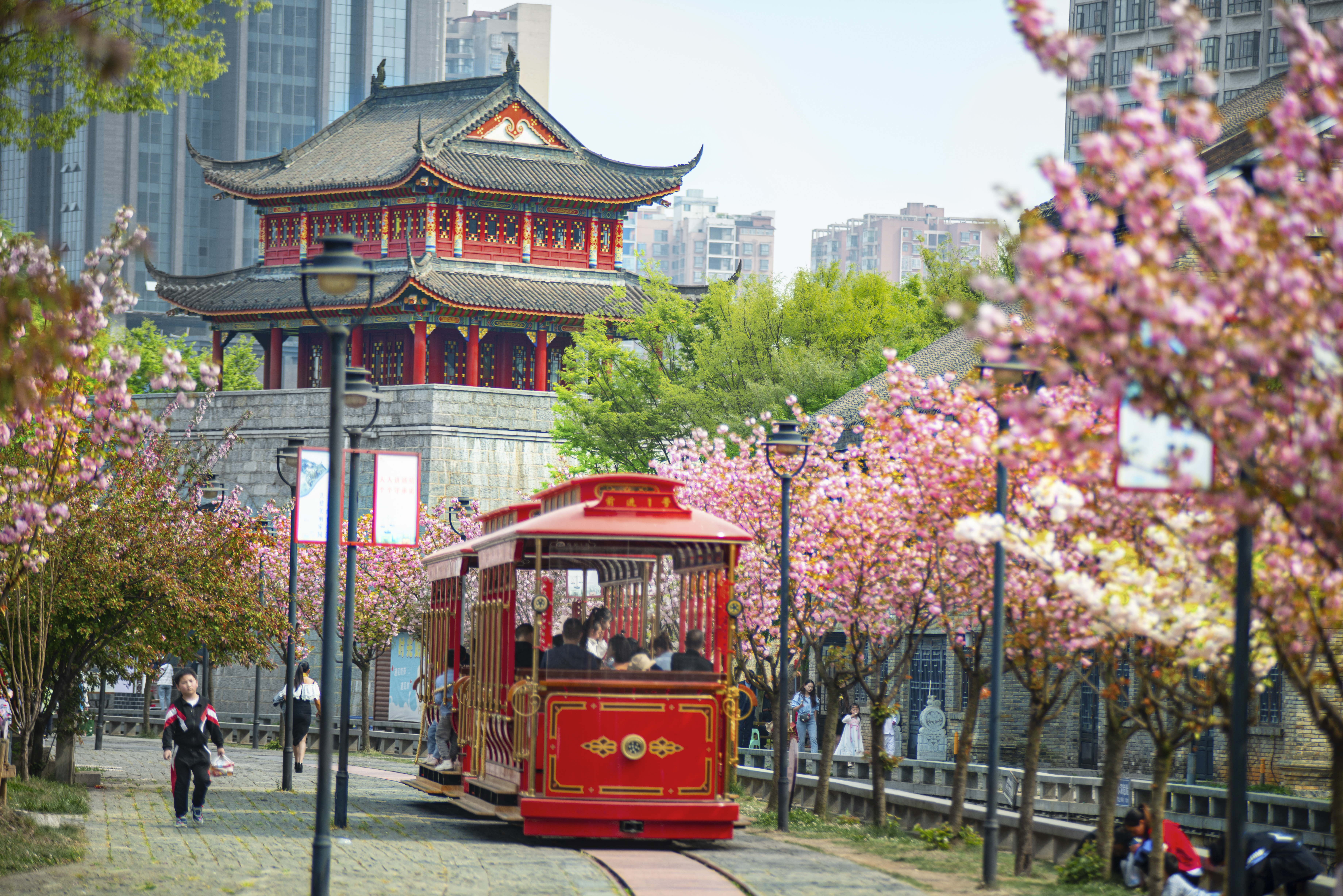 水城古鎮(zhèn)櫻花綻放，游客乘坐觀光小火車游覽美景。何育勇 攝