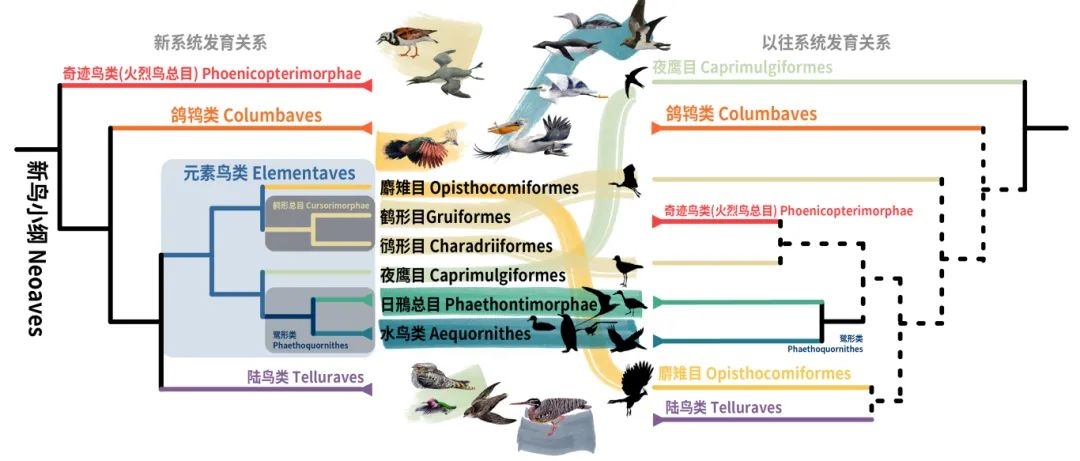 新鳥小綱主要類群的分類變動(dòng)。浙江大學(xué)供圖