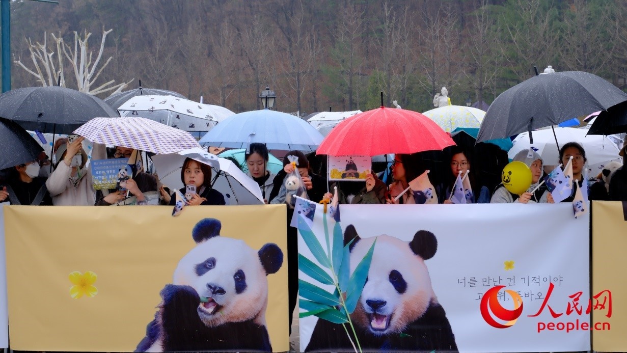 粉絲們在雨中為“福寶”送行。 人民網(wǎng) 李帆攝