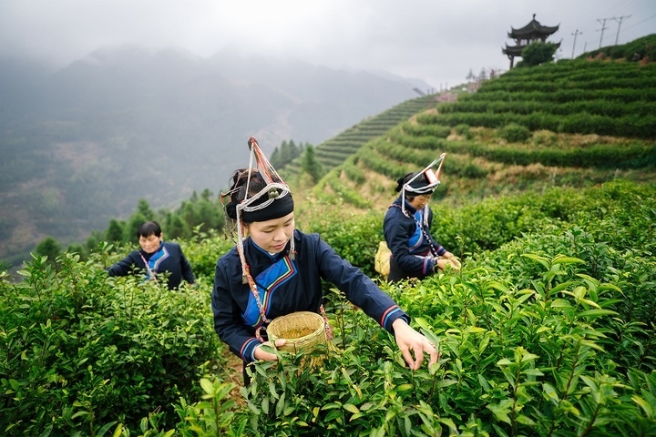 惠明茶采摘。供圖 共享聯(lián)盟·景寧