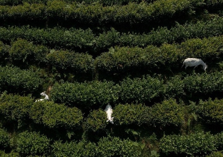 惠明茶園，養(yǎng)羊控草。供圖 共享聯(lián)盟·景寧