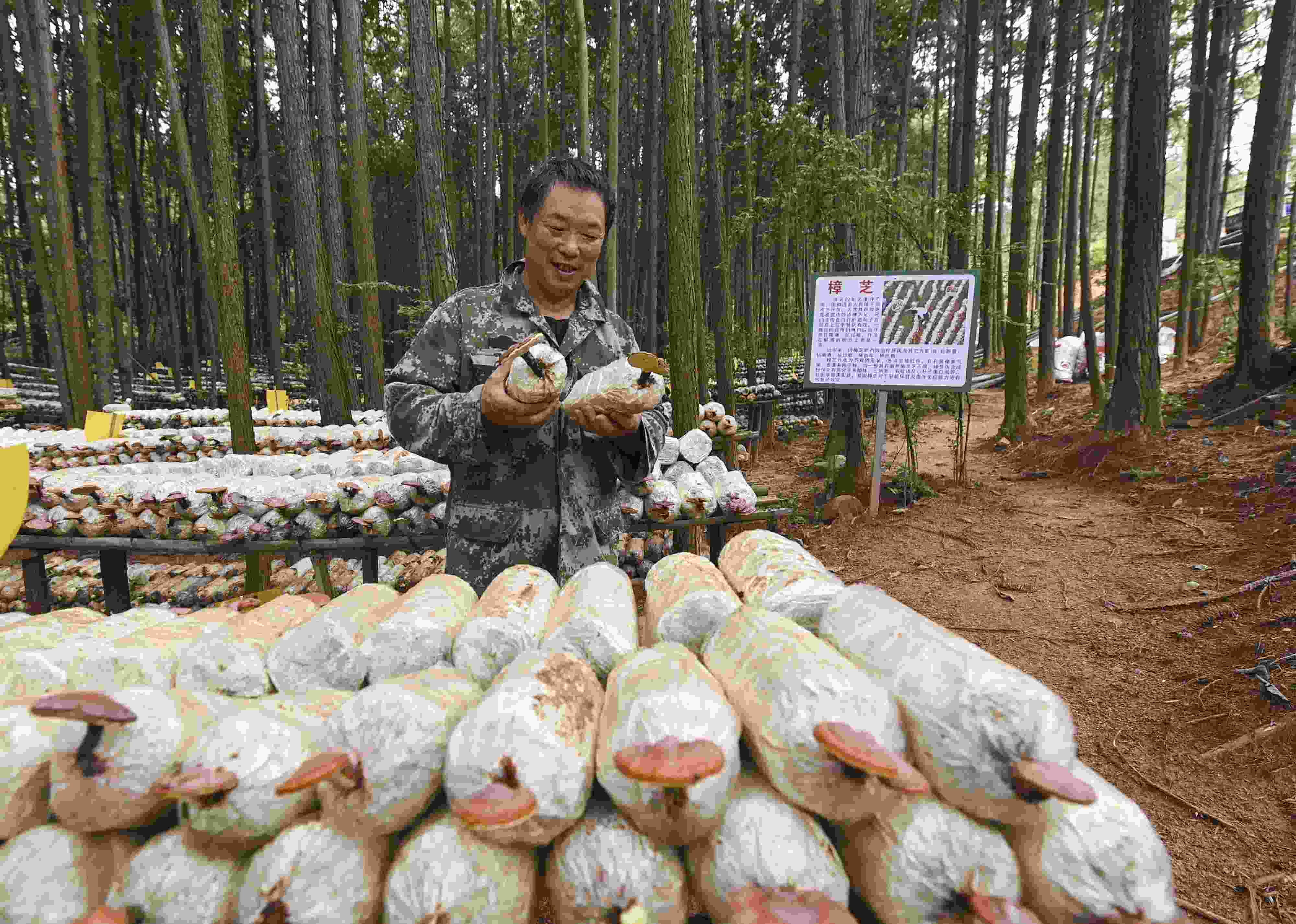 2023年9月21日，江西省撫州市，廣昌縣旴江生態(tài)公益林場，種植戶正在查看樟芝等食用菌的生長情況。