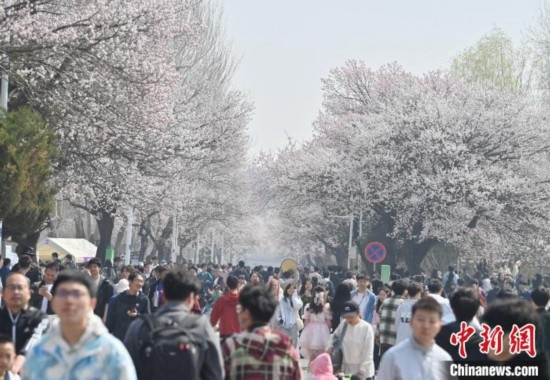 4月21日，大量游客來(lái)到吉林大學(xué)南嶺校區(qū)賞花。張瑤 攝