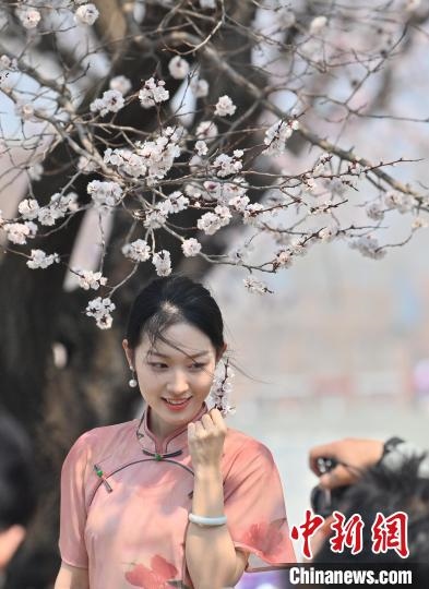 4月21日，一名年輕女孩在杏花樹(shù)下拍照。張瑤 攝
