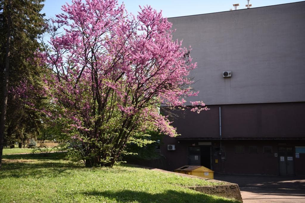 斯梅戴雷沃鋼廠里盛開的南歐紫荊花。
