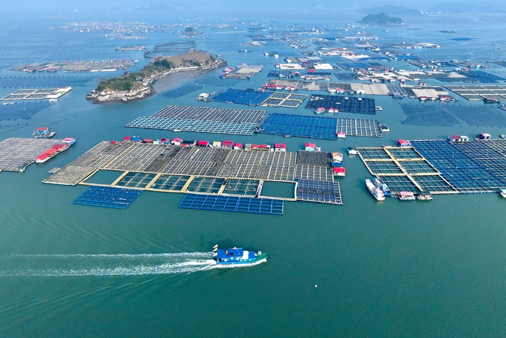 這是2024年1月11日拍攝的福建省寧德市霞浦縣海上養(yǎng)殖區(qū)（無人機照片）。新華社記者 姜克紅 攝