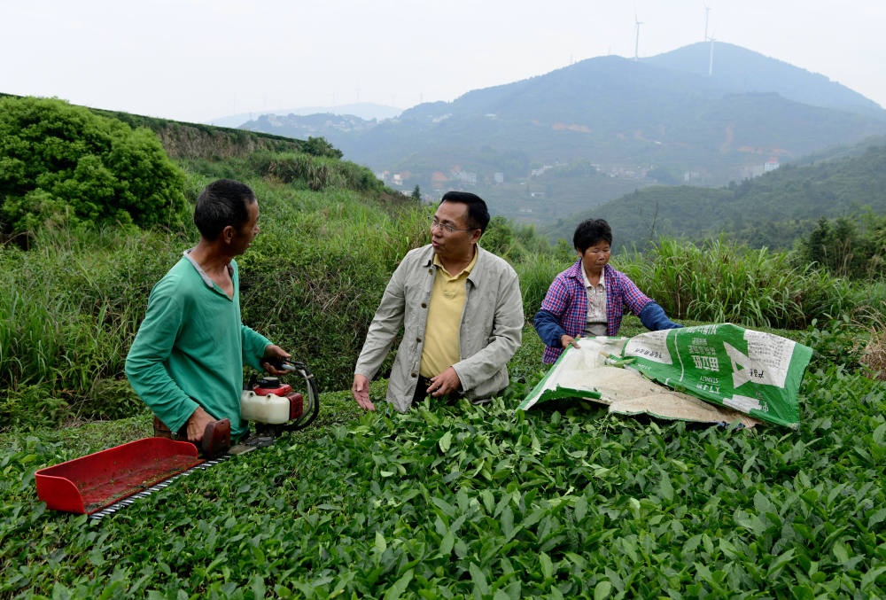 2024年5月9日，在福建省安溪縣西坪鎮(zhèn)珠洋村，科技特派員（中）在指導(dǎo)茶農(nóng)使用機器科學(xué)化采收茶葉。新華社記者 魏培全 攝