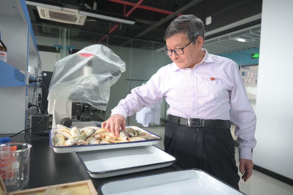 2024年5月8日，劉家富在位于福建省寧德市科技服務(wù)中心大樓的海水養(yǎng)殖生物育種全國重點實驗室了解大黃魚的培育情況。新華社記者 林善傳 攝
