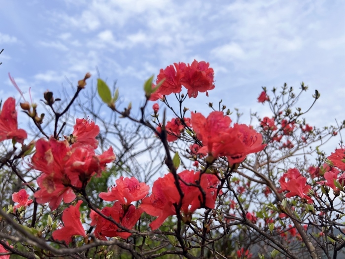 陽明山的杜鵑花。人民網(wǎng) 高清揚(yáng)攝
