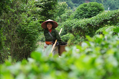 2024年4月24日，湖南省衡陽市耒陽市龍?zhí)伶?zhèn)江頭貢茶葉種植專業(yè)合作社，村民在茶山采摘茶葉，實現(xiàn)了家門口就業(yè)。
