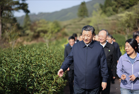 2021年3月22日下午，習近平在福建省南平市武夷山市星村鎮(zhèn)燕子窠生態(tài)茶園，察看春茶長勢，了解當?shù)夭璁a(chǎn)業(yè)發(fā)展情況。