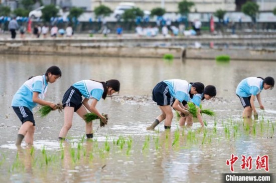 圖為5月21日，綏陽縣旺草中學學生在旺草萬畝大壩體驗插秧。唐哲 攝