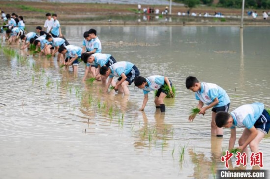 圖為5月21日，綏陽縣旺草中學學生在旺草萬畝大壩體驗插秧。唐哲 攝