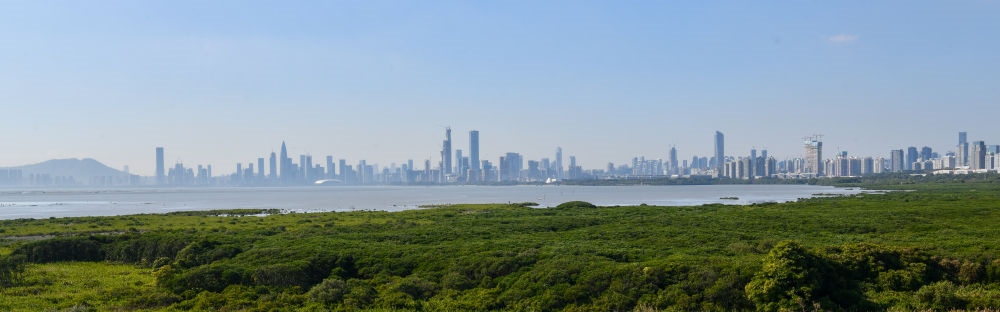 深圳福田紅樹林濕地（2024年1月19日攝）。在深圳，茂密的紅樹林東起新洲河口、西至深圳灣公園，懷抱城市中心區(qū)域，沿海岸線形成了長(zhǎng)約6公里的“綠色長(zhǎng)城”，為每年數(shù)以十萬(wàn)計(jì)的候鳥留下彌足珍貴的國(guó)際遷徙通道。