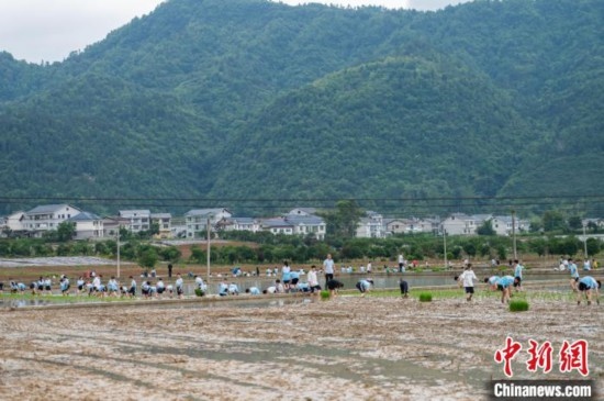 圖為5月21日，綏陽縣旺草中學學生在旺草萬畝大壩體驗插秧。唐哲 攝