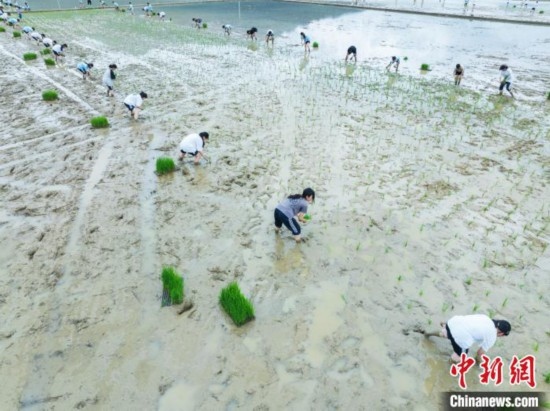 圖為5月21日，航拍綏陽縣旺草中學學生在旺草萬畝大壩體驗插秧。唐哲 攝