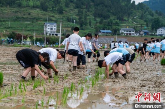 圖為5月21日，綏陽縣旺草中學學生在旺草萬畝大壩體驗插秧。唐哲 攝
