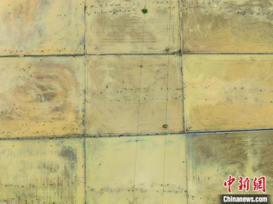 圖為5月21日，航拍綏陽縣旺草中學學生在旺草萬畝大壩體驗插秧。唐哲 攝