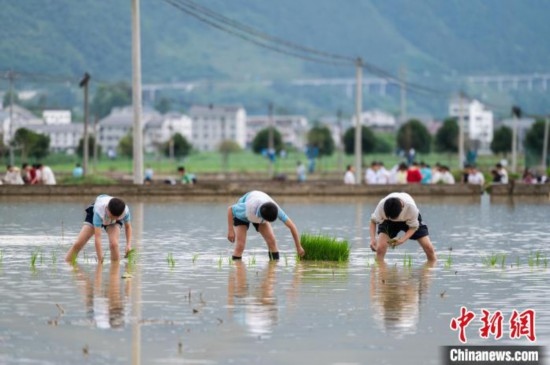 圖為5月21日，綏陽縣旺草中學學生在旺草萬畝大壩體驗插秧。唐哲 攝