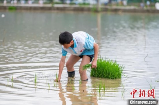 圖為5月21日，一名學生在綏陽縣旺草萬畝大壩體驗插秧。唐哲 攝
