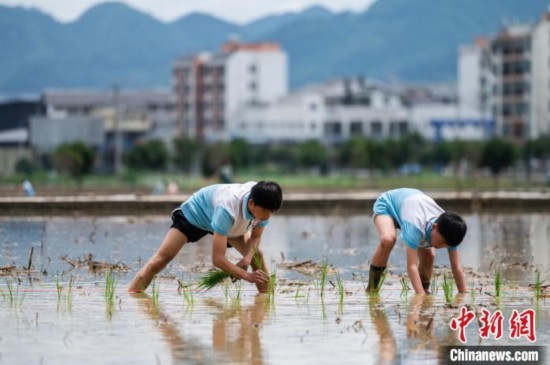 圖為5月21日，兩名學生在綏陽縣旺草萬畝大壩體驗插秧。唐哲 攝