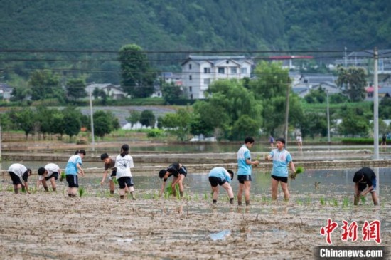  圖為5月21日，綏陽縣旺草中學學生在旺草萬畝大壩體驗插秧。唐哲 攝