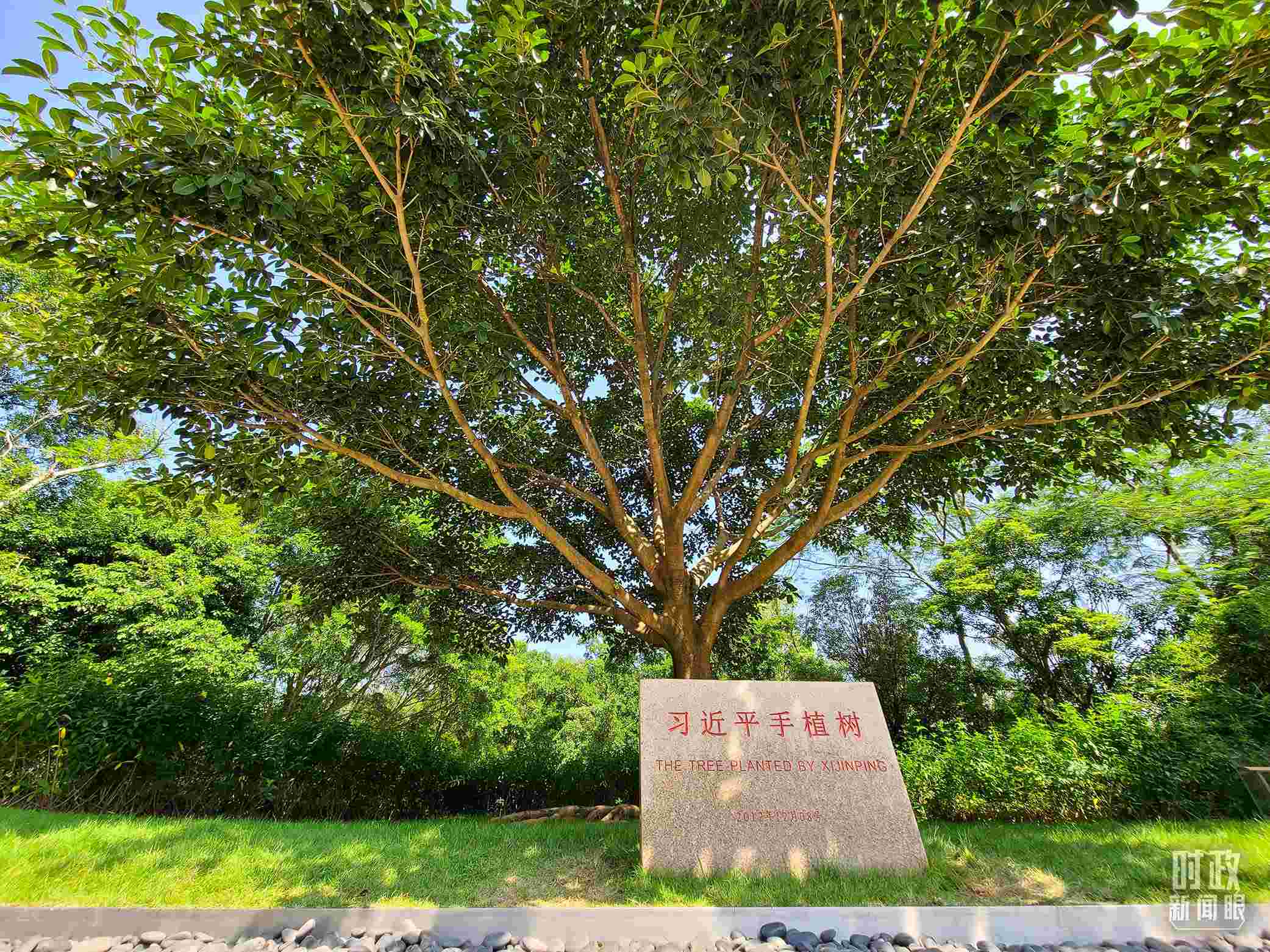 習(xí)近平2012年在深圳蓮花山公園種下的高山榕樹已枝繁葉茂。（總臺央視記者趙化拍攝）